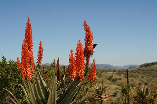 Aloe-Vogel.jpg