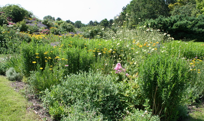 Sommervegetation